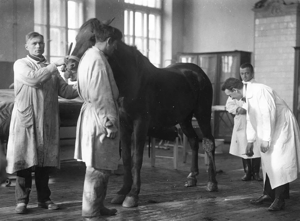 Zdjęcie Muzeum łowiectwa i jeździectwa w Warszawie - odkryj jego tajemnice