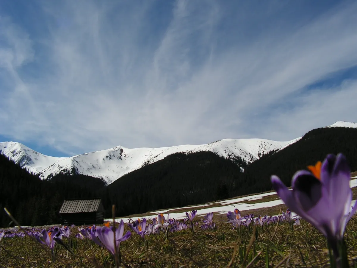 Zdjęcie Autentyczne oscypki w Dolinie Chochołowskiej: najlepsze bacówki i ceny 2024
