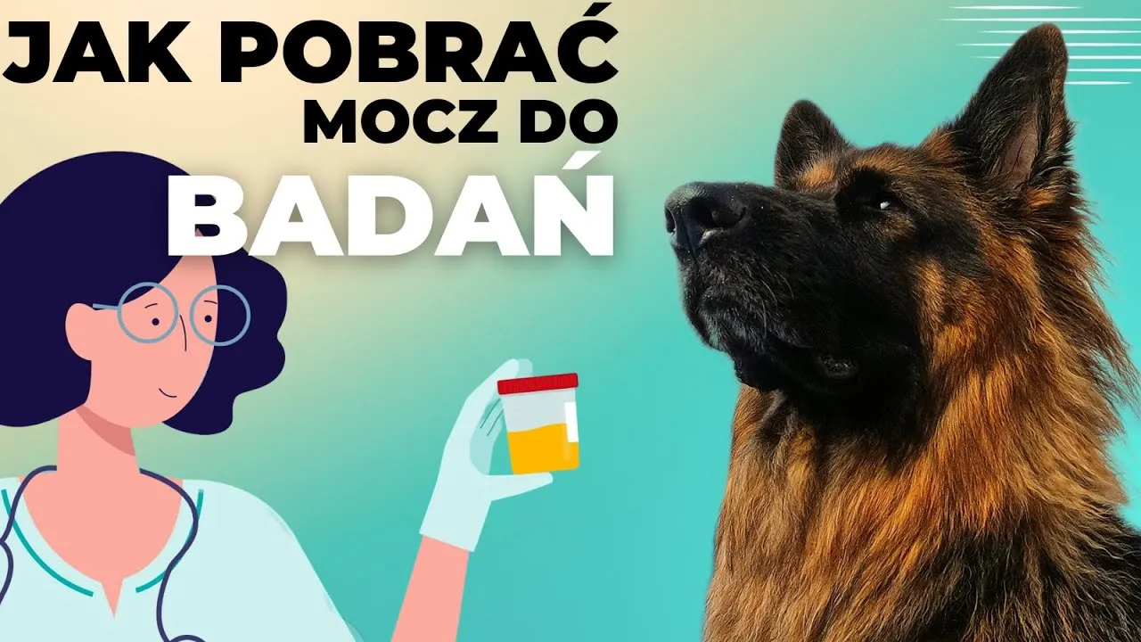 Zdjęcie Jak pobrać psu mocz do badania? Praktyczny przewodnik krok po kroku