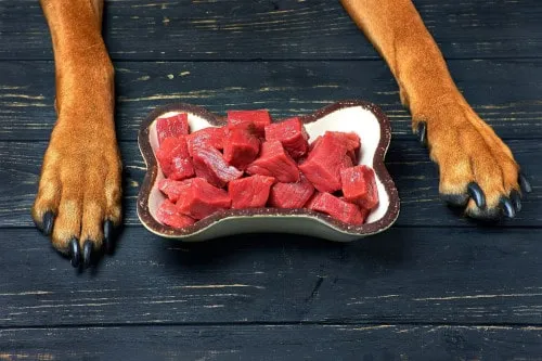 Zdjęcie Czy pies może jeść gotowane mięso? Sprawdź, co musisz wiedzieć