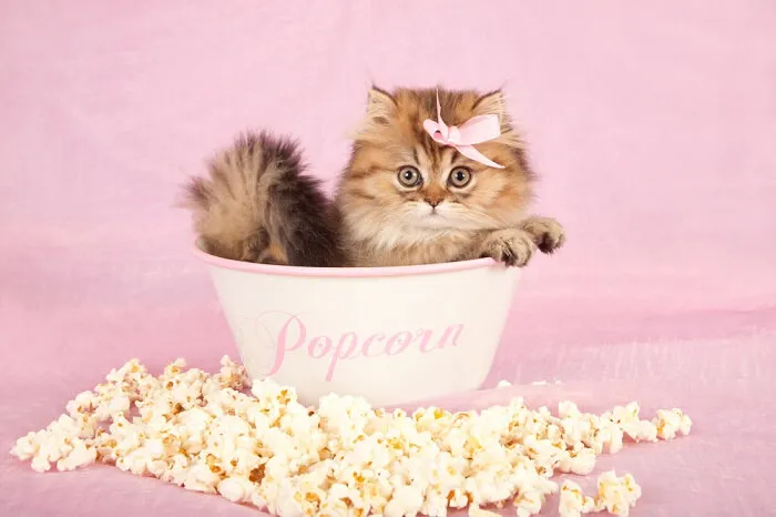 Zdjęcie Czy koty mogą jeść popcorn? Poznaj ryzyko i zdrowe alternatywy