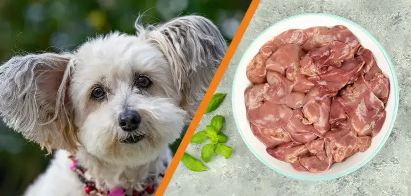 Zdjęcie Czy pies może jeść wątróbkę drobiową? Bezpieczne zasady i zagrożenia