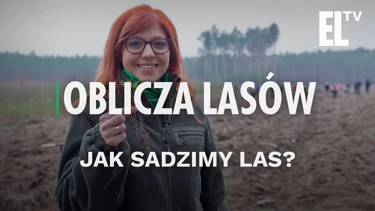 Zdjęcie Jak sadzić drzewa w lesie - uniknij najczęstszych błędów i zyskaj sukces