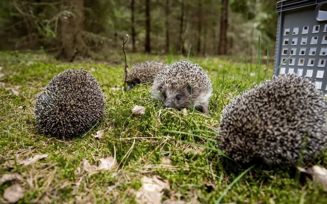 Zdjęcie Gdzie jeże zimują? Odkryj ich tajemnicze schronienia na zimę