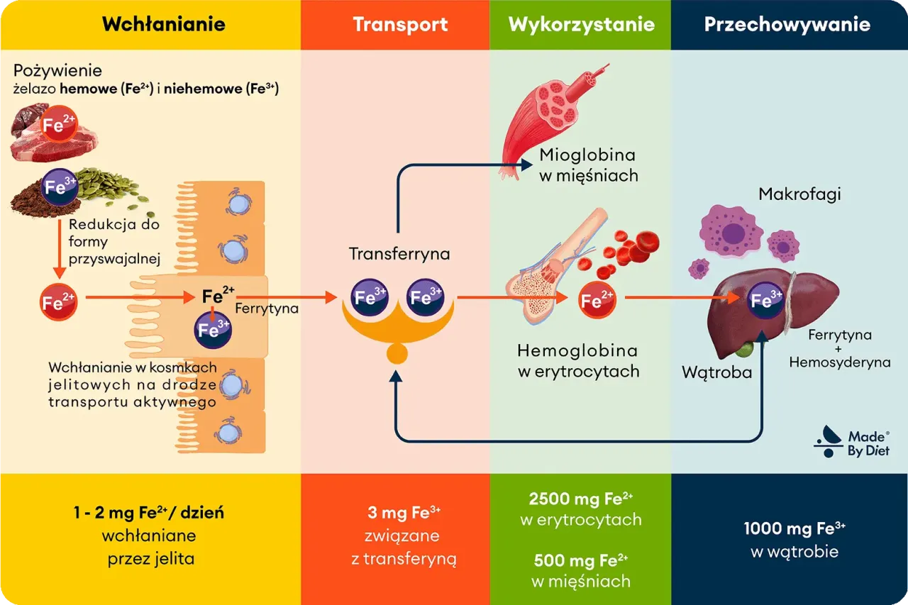 Zdjęcie Podwyższony poziom hemoglobiny: przyczyny, objawy i skutki zdrowotne