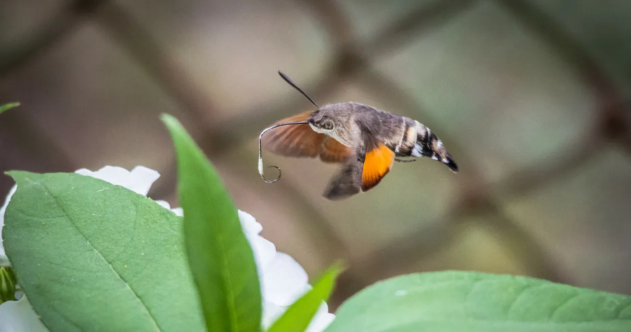 Zdjęcie Czym oprócz owadów żywią się kolibry? Odkryj ich niezwykłą dietę
