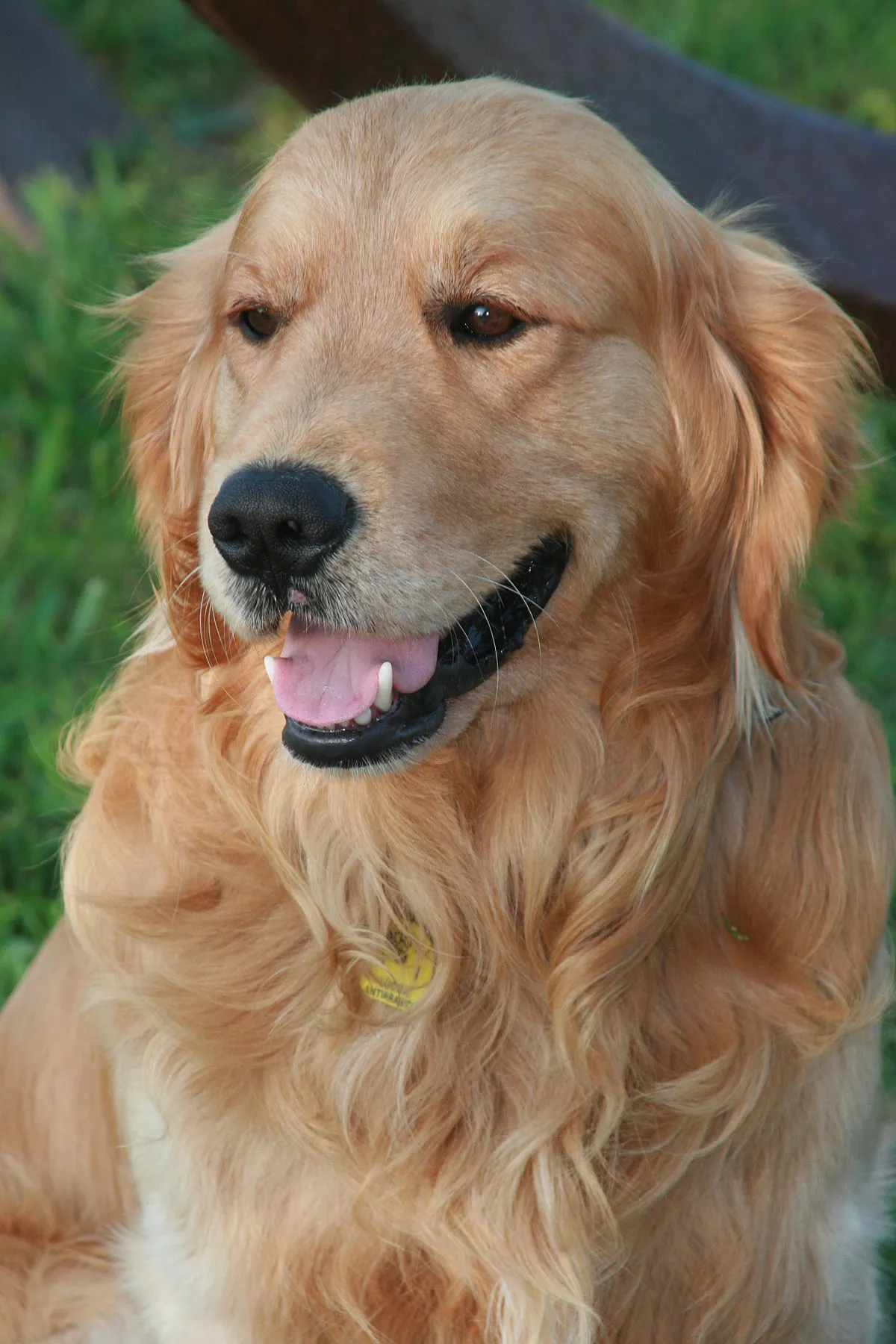 Zdjęcie Czy golden retriever to rasa duża czy średnia? Sprawdź wymiary!