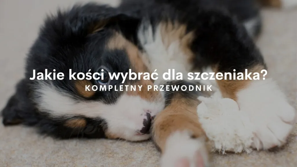 Zdjęcie Od kiedy kości dla szczeniaka są bezpieczne? Kluczowe informacje dla właścicieli.