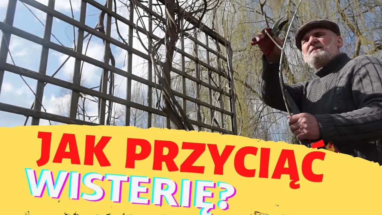 Zdjęcie Jak przycinać wisterię, aby uniknąć błędów i cieszyć się kwiatami