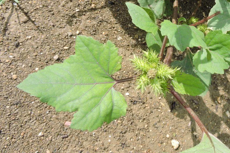 Zdjęcie Szarozielony chwast: Jak rozpoznać i skutecznie zwalczyć?