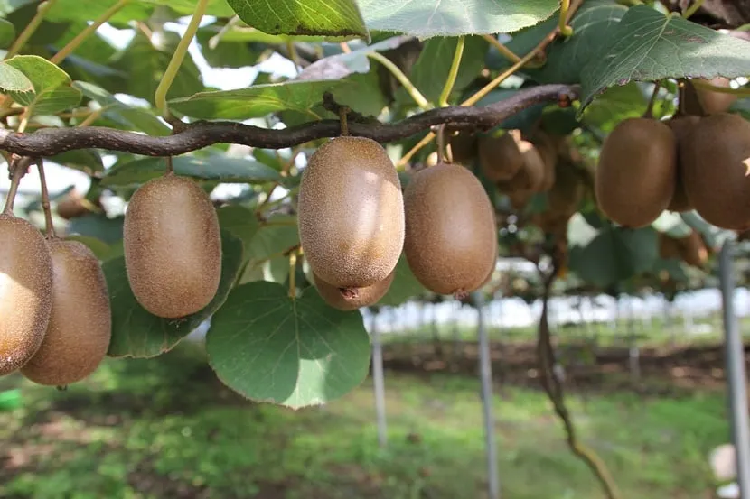 Zdjęcie Jak sadzić kiwi w ogrodzie - kluczowe informacje dla każdego ogrodnika