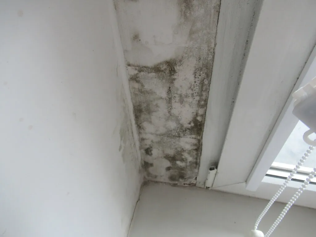 Zdjęcie Grzyb w mieszkaniu? Skuteczne pismo do spółdzielni krok po kroku