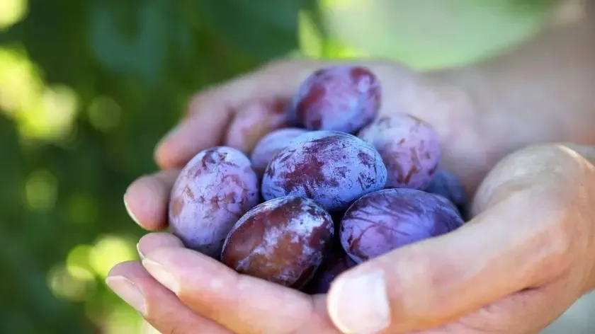 Zdjęcie Czy śliwki tuczą? Odkryj prawdę o ich wpływie na dietę