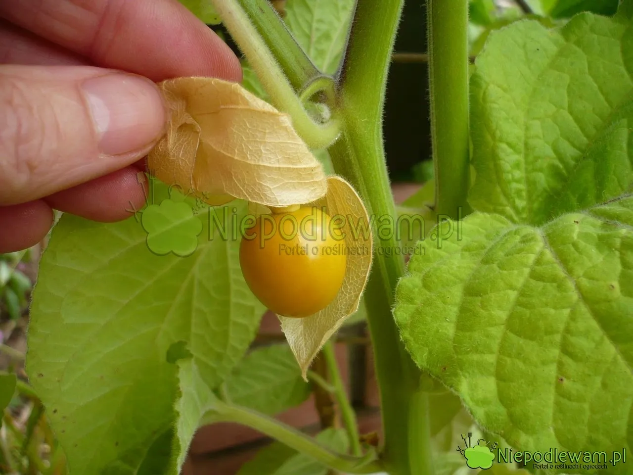 Zdjęcie Jak uprawiać physalis: proste kroki do zdrowych owoców w ogrodzie