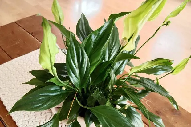 Zdjęcie Dlaczego skrzydłokwiat ma zielone kwiaty? Poznaj przyczyny i rozwiązania