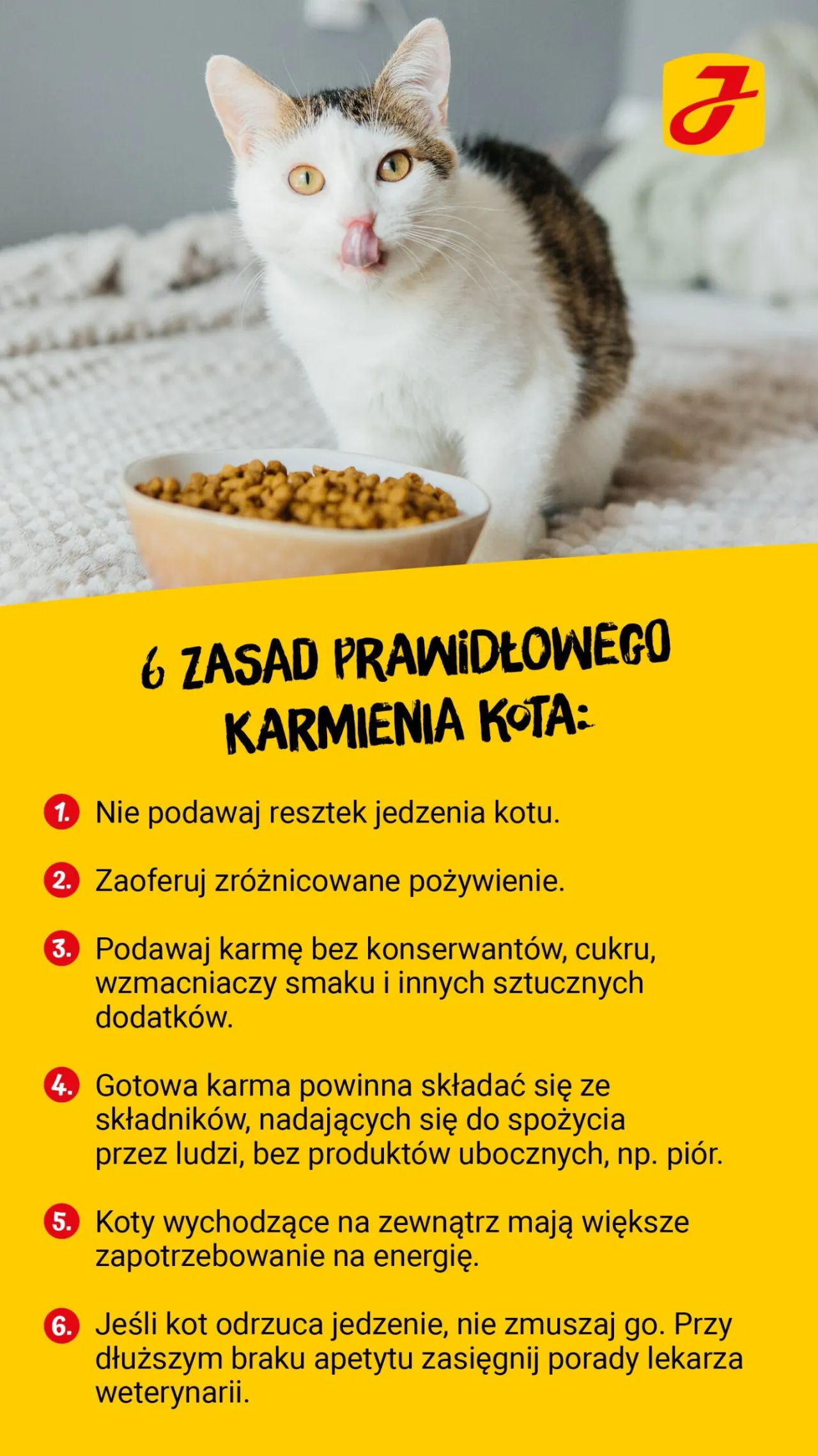 Zdjęcie Czy koty mogą jeść groszek? Poznaj prawdę i zasady bezpiecznego karmienia