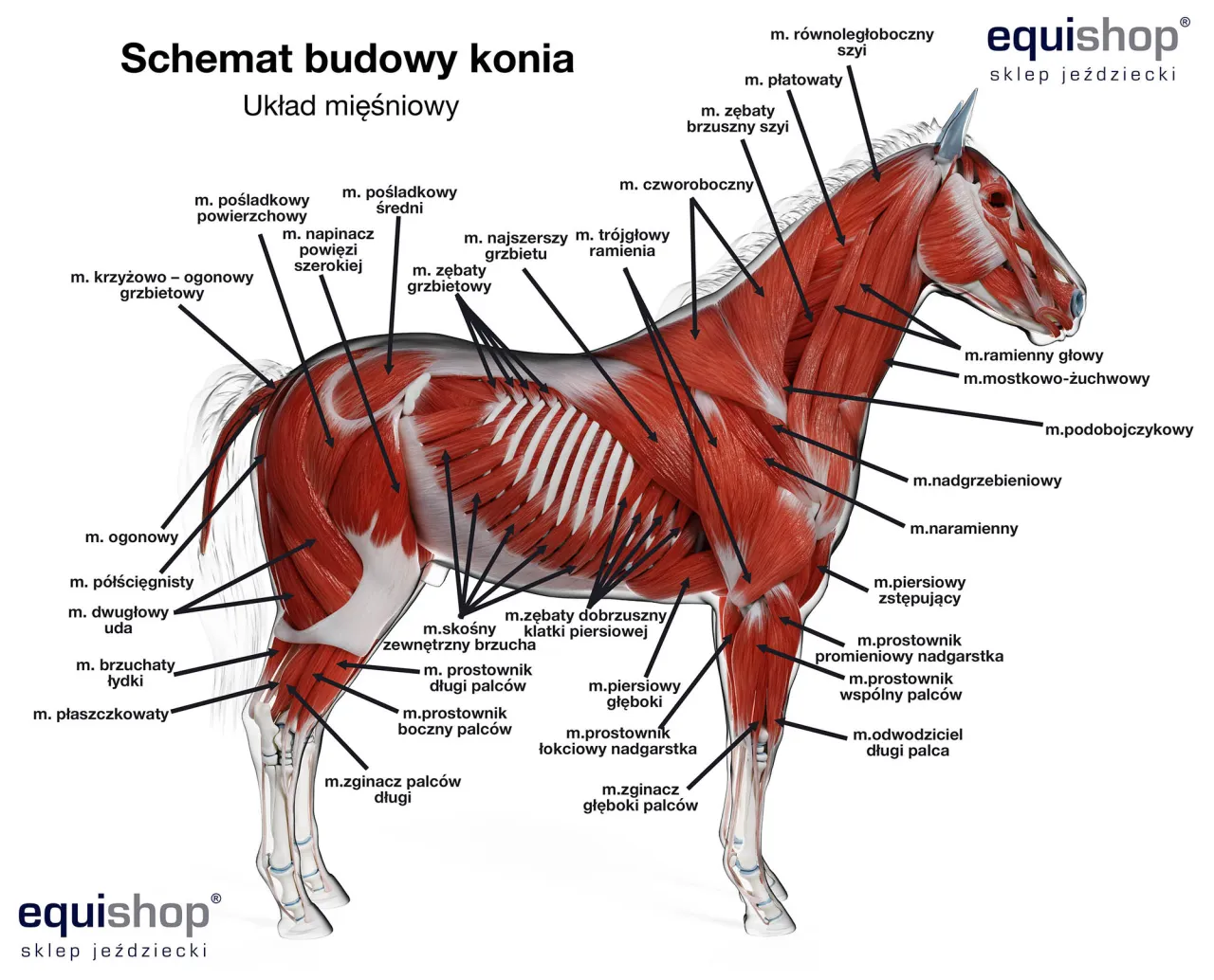 Zdjęcie Poznaj wszystkie części konia - kompletny atlas budowy anatomicznej zwierząt