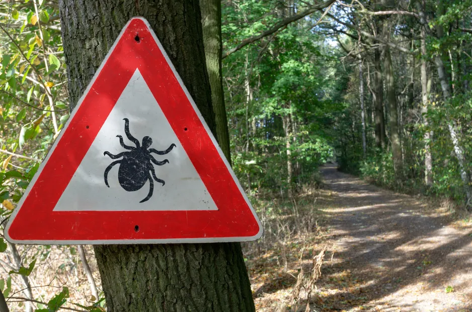 Zdjęcie Ile kosztuje test na boreliozę dla psa? Ceny, które musisz znać