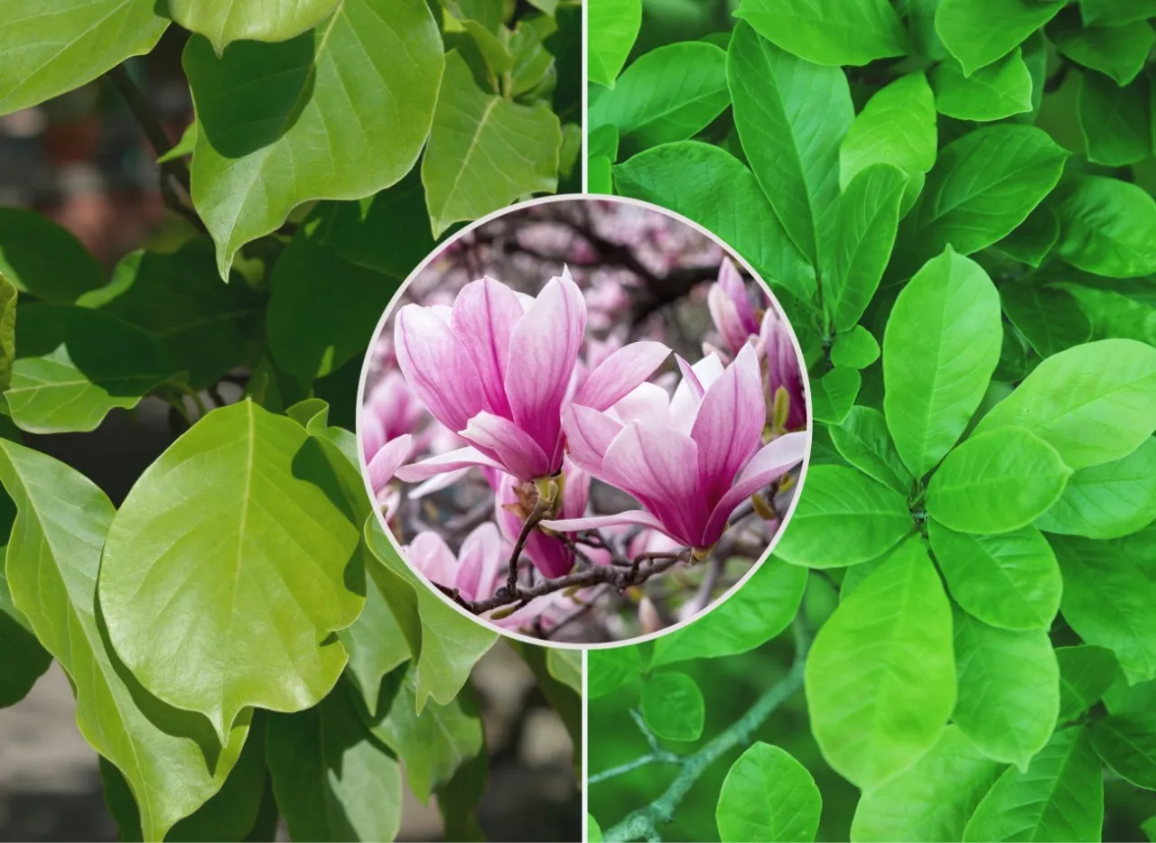 Zdjęcie Dlaczego magnolia nie kwitnie? Odkryj przyczyny i rozwiązania