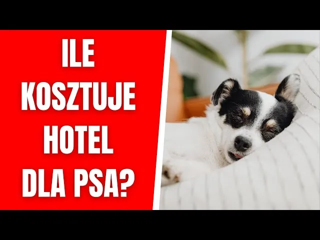 Zdjęcie Ile kosztuje psi hotel? Sprawdź ceny i czynniki wpływające na koszty