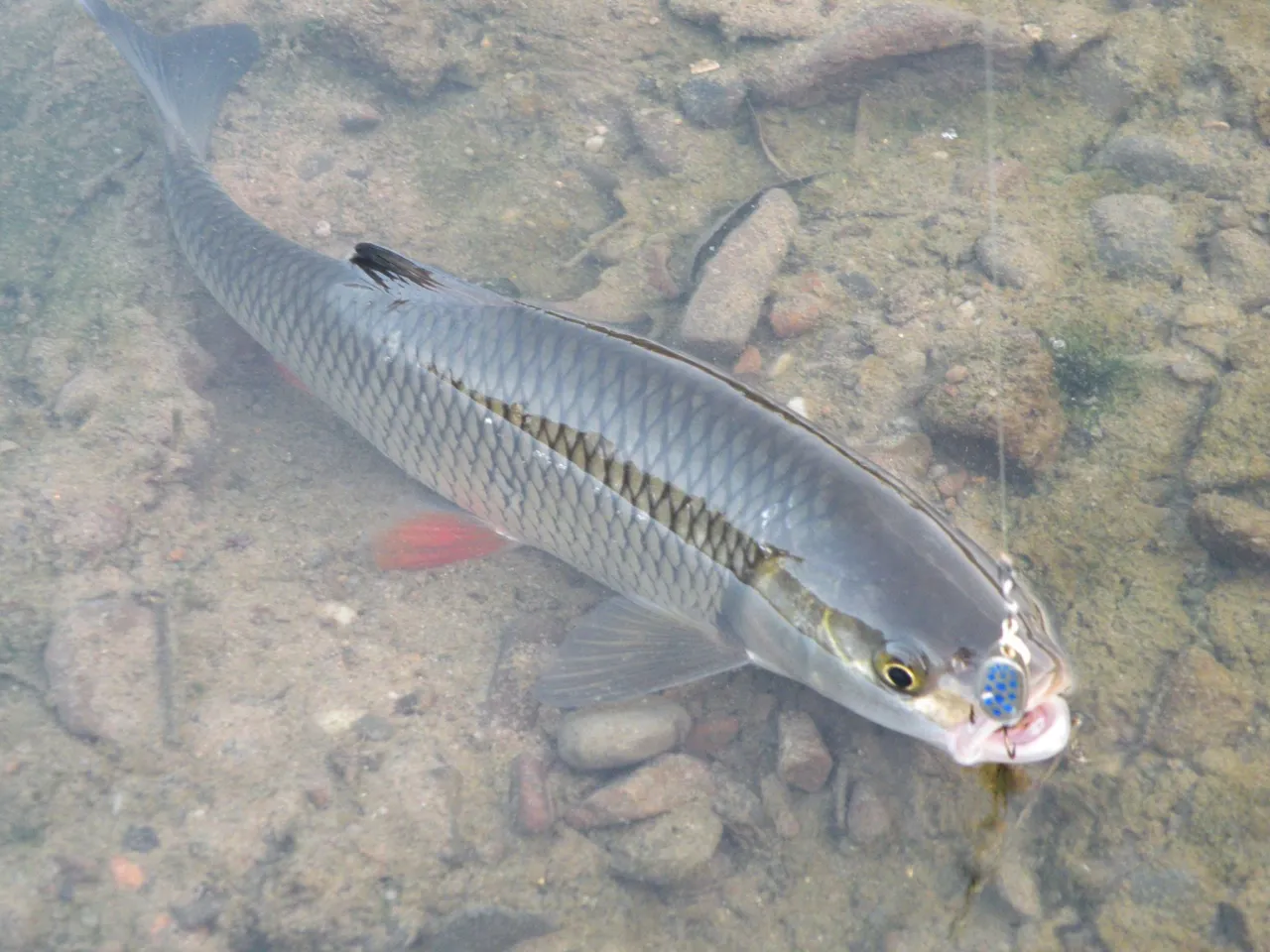 Zdjęcie Kleń – wszystko, co musisz wiedzieć o tej wyjątkowej rybie
