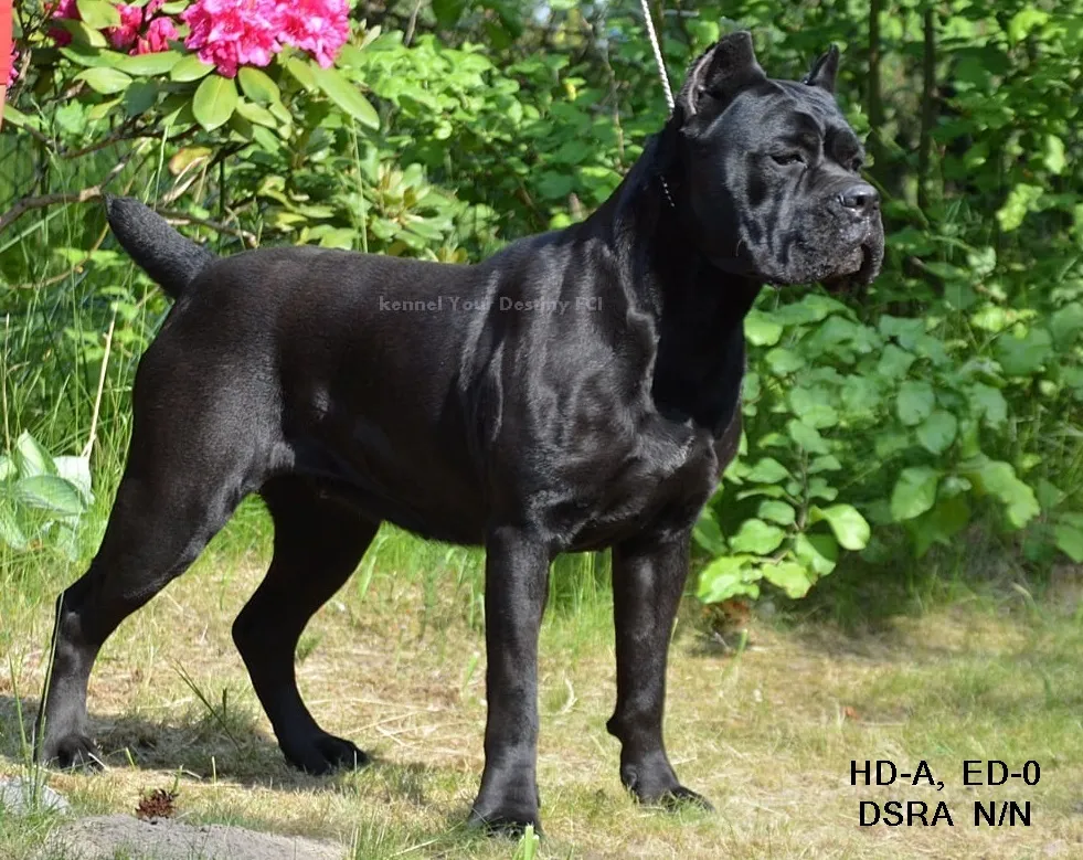 Zdjęcie Najlepsze hodowle Cane Corso FCI w Polsce - kryteria wyboru i standardy