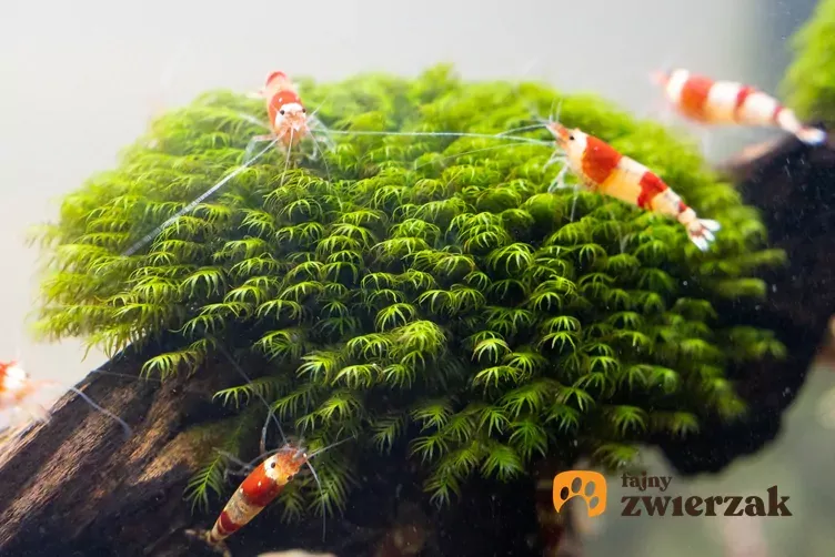 Zdjęcie Jak się rozmnażają krewetki akwariowe - kluczowe warunki i porady