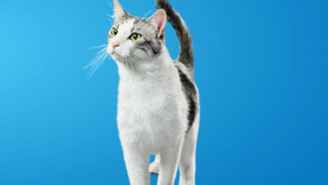 Zdjęcie A mi gato le huele la boca a podrido: causas y cuándo ir al veterinario