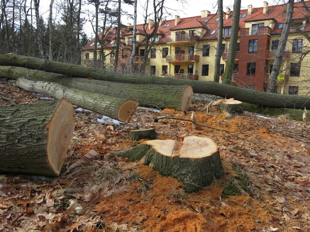 Zdjęcie Jak legalnie wyciąć drzewa na swojej posesji bez kary i problemów