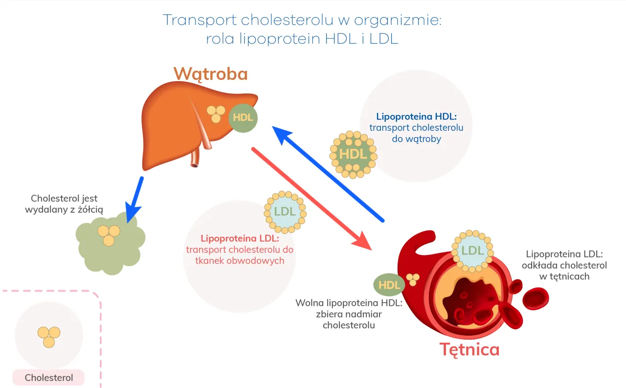 Zdjęcie Czy cholesterol jest szkodliwy dla zdrowia? Poznaj niebezpieczeństwa i fakty