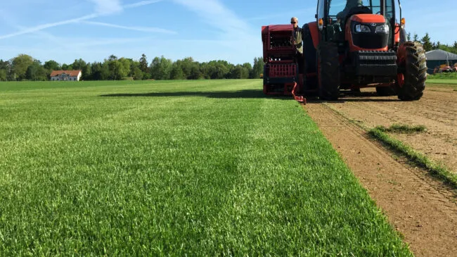 Zdjęcie Jakie pH pod trawnik jest idealne? Sprawdź, jak uniknąć błędów i zadbać o zdrową trawę