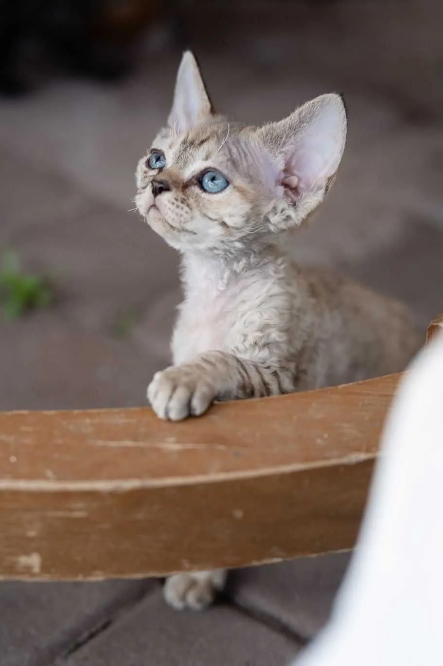 Zdjęcie Devon Rex Lublin - Gdzie znaleźć idealnego kota do adopcji?