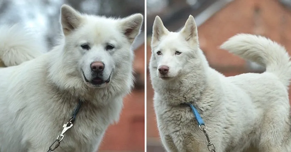 Zdjęcie Husky czy malamut – która rasa psa jest lepsza dla Ciebie?