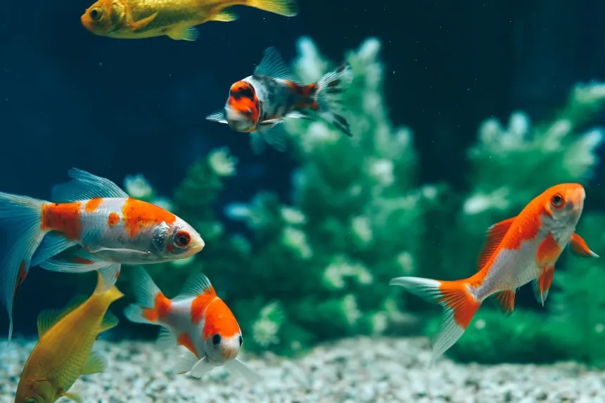 Zdjęcie Jakie rybki z gupikami? Oto najlepsze towarzysze do akwarium