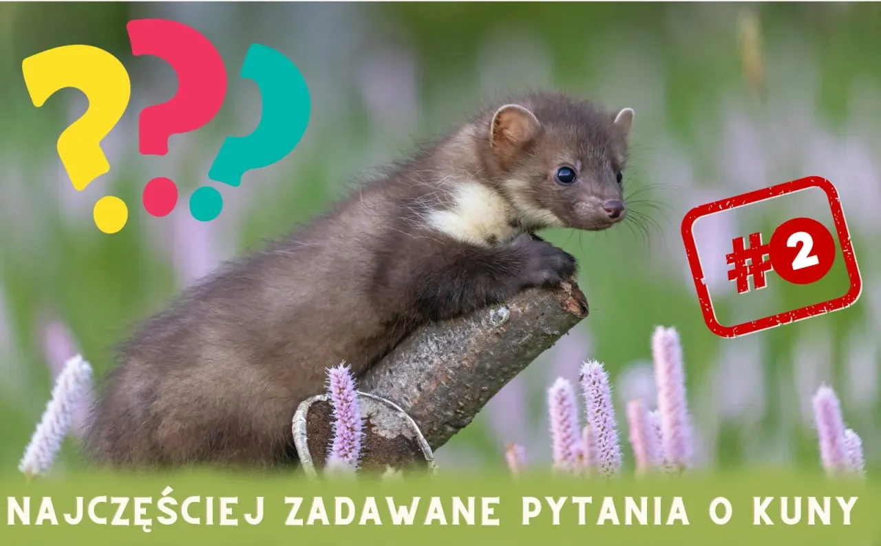 Zdjęcie Czy kuna jest niebezpieczna dla psa? Oto, co musisz wiedzieć