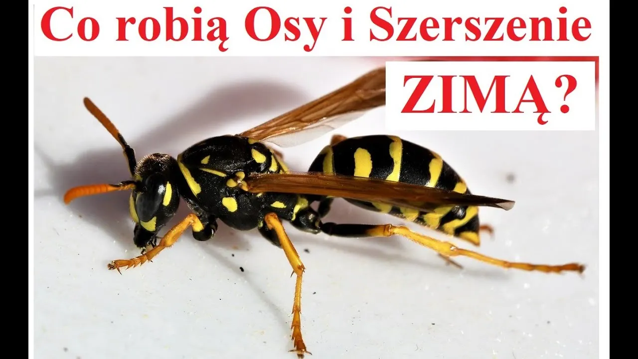 Zdjęcie Jak zimują szerszenie? Odkryj ich tajemnice przetrwania zimą