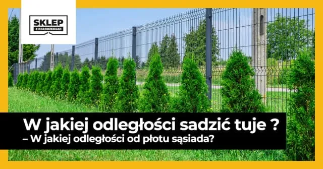 Zdjęcie Tuje ile od ogrodzenia – uniknij problemów z sąsiadami i roślinami