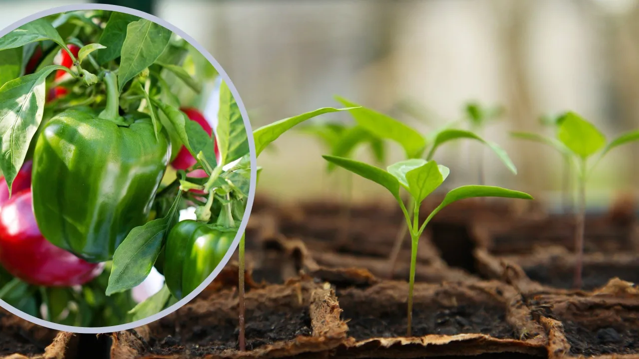 Zdjęcie Kiedy siać paprykę? Terminy, porady i kalendarz siewu