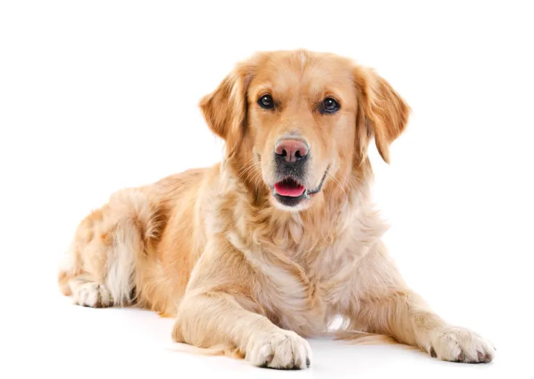 Zdjęcie Co może jeść golden retriever, aby uniknąć problemów zdrowotnych?