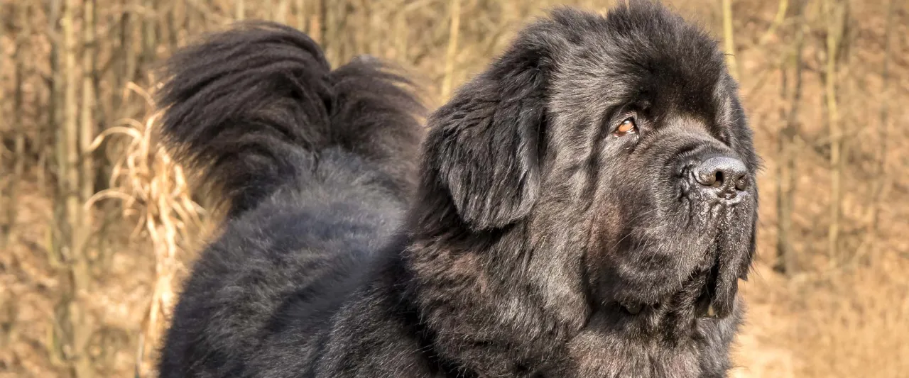 Zdjęcie Psy jak koń: odkryj największe rasy psów i ich cechy