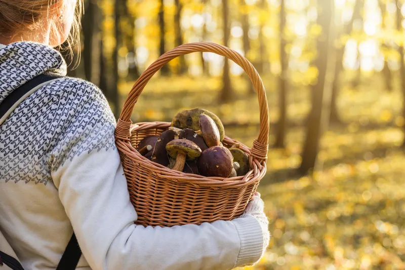 Zdjęcie Gdzie są grzyby świętokrzyskie? Odkryj najlepsze miejsca na grzyby