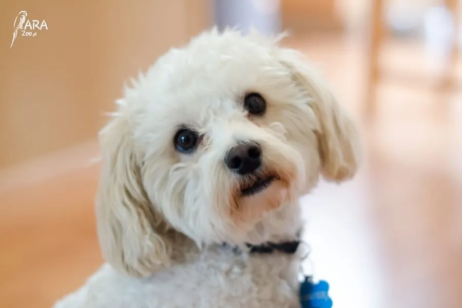 Zdjęcie Ile kosztuje maltipoo z hodowli? Sprawdź, co wpływa na cenę