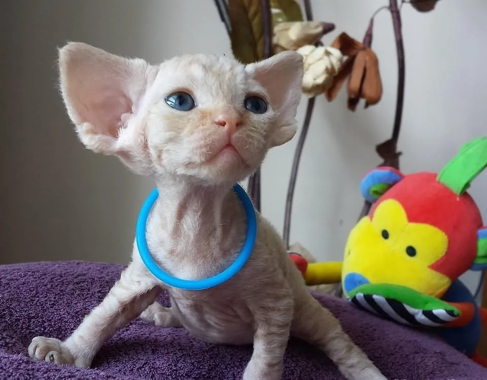 Zdjęcie Koty Devon Rex sprzedam - znajdź idealnego towarzysza już dziś