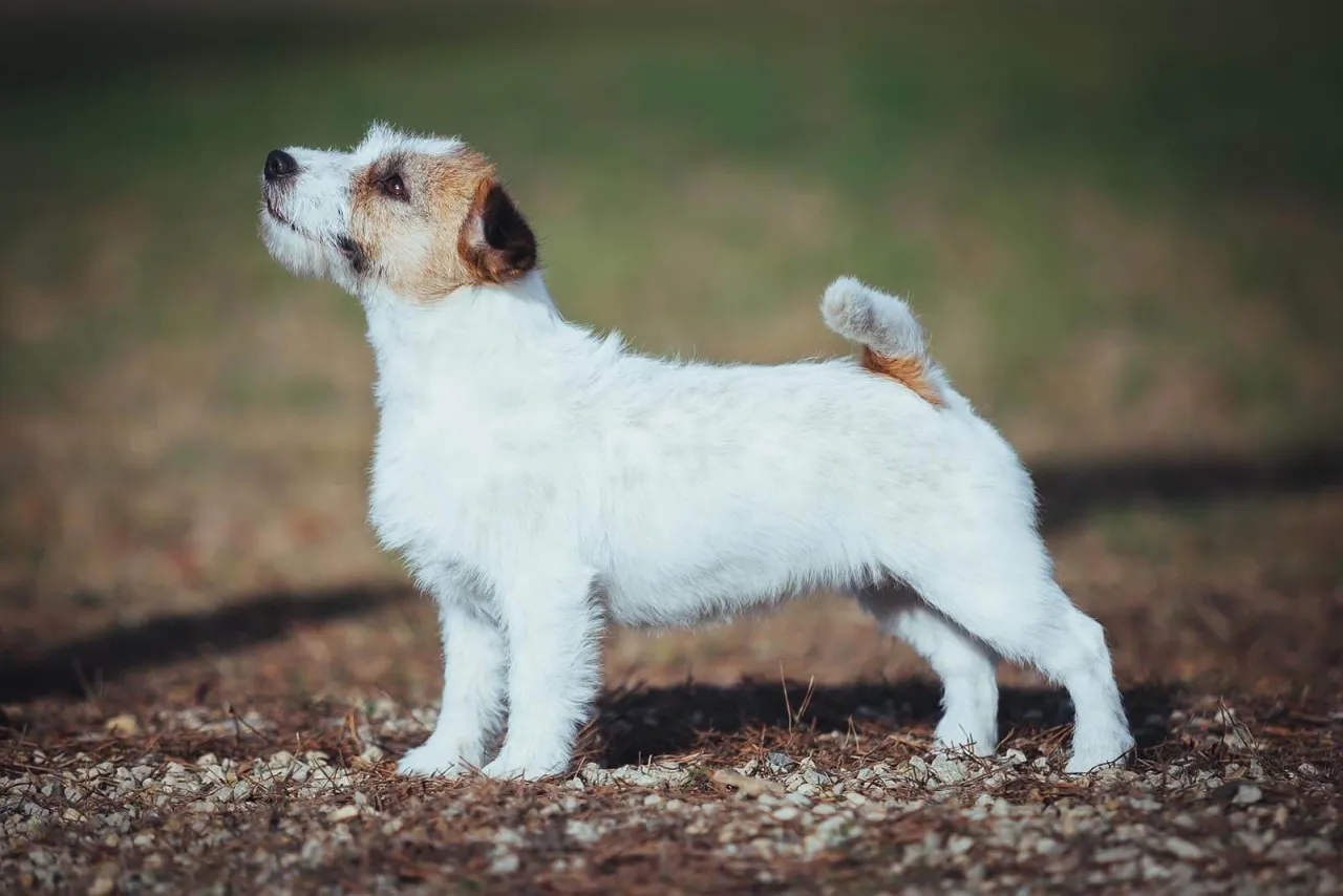 Zdjęcie Jack Russell Terrier: ma włosy czy sierść? Poznaj różnice i pielęgnację