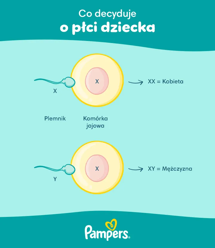 Zdjęcie Jak rozpoznać płeć dziecka na usg - co musisz wiedzieć, by nie pomylić