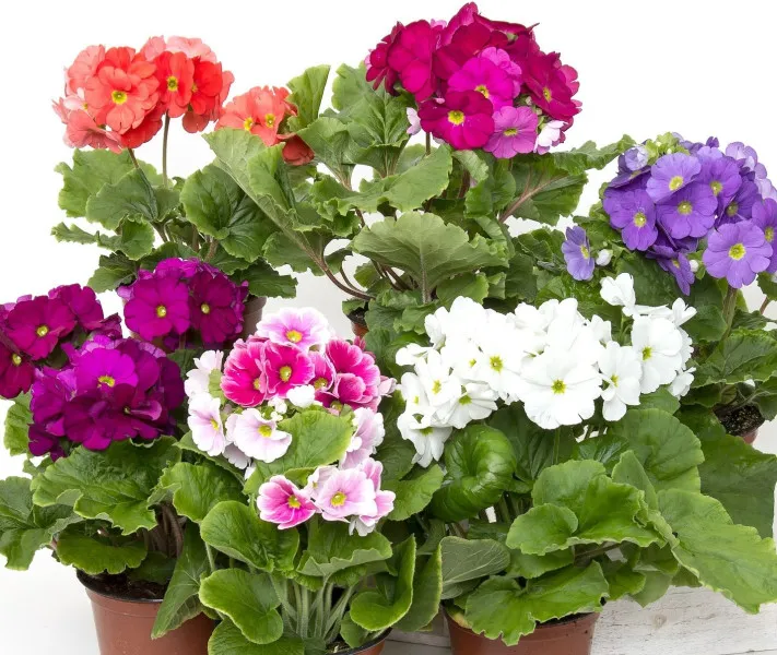 Zdjęcie Czy pelargonia jest trująca dla psa? Objawy zatrucia i co robić