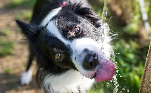 Zdjęcie Por qué mi perro bebe mucha agua: causas y señales de alerta