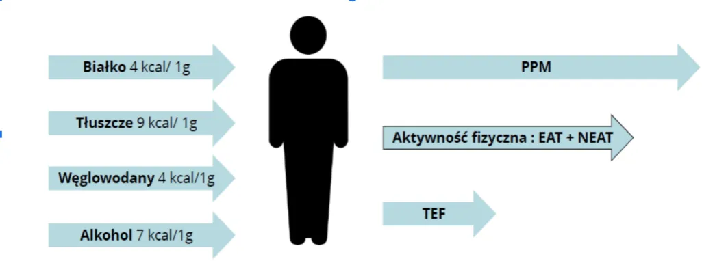 Zdjęcie Ile kalorii ma białko i jak je obliczyć?