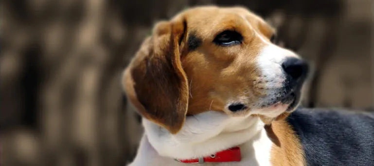 Zdjęcie Jak wytresować beagle, by uniknąć problemów z zachowaniem?