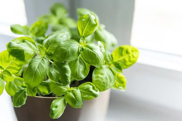 Zdjęcie Jak przechowywać bazylię, aby nie straciła świeżości i aromatu